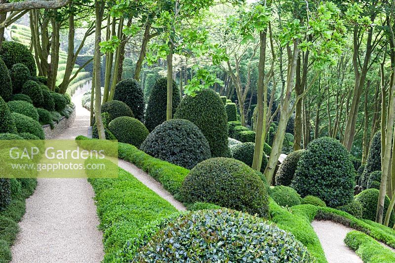 Paths bordered by Phillyrea angustifolia. Topiary mounds and cones of Ilex aquifoilum. Les Jardins D'etretat, Normandy, France.