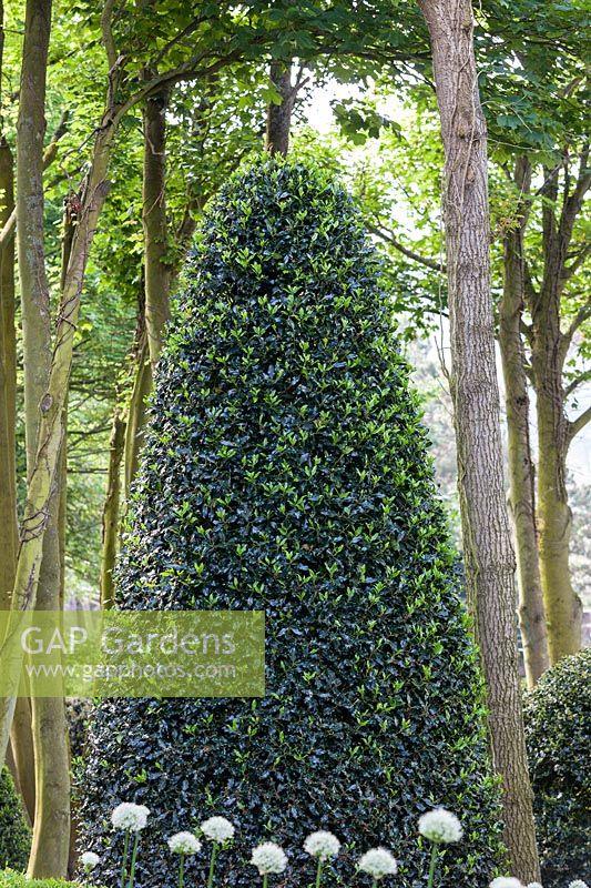 Cone of Ilex aquifolium - Holly.  Les Jardins D'etretat, Normandy, France.