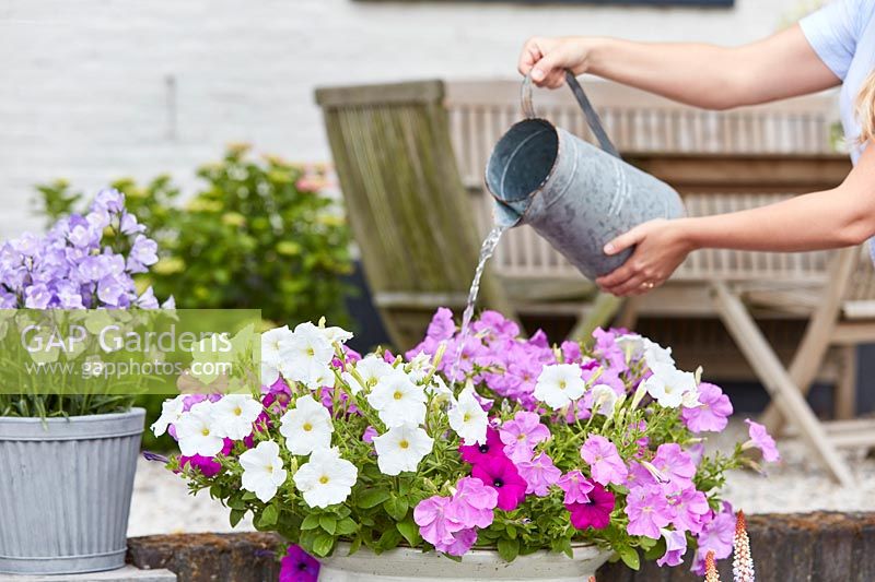 Watering a container of petunias 