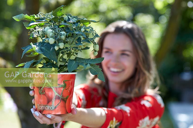 Woman holding tomato plant in pot