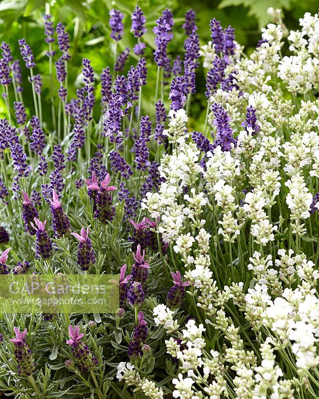 Mixed lavenders