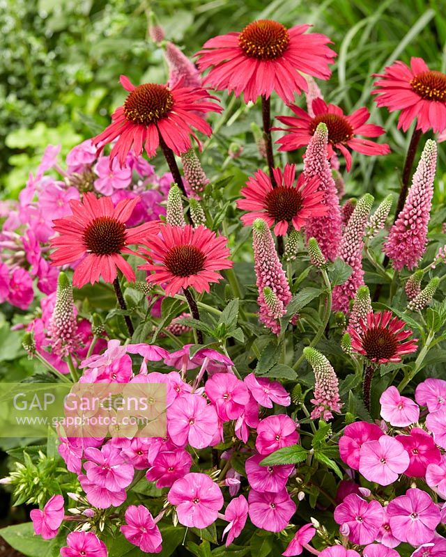Veronica 'First love', Phlox Famous 'Light Pink', Echinacea 'SunSeekers Pink'