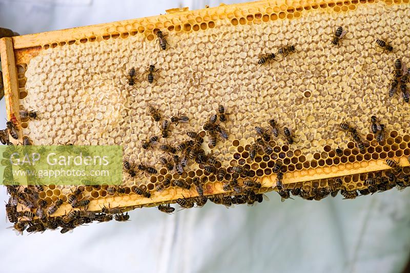 Honey super on a national style hive