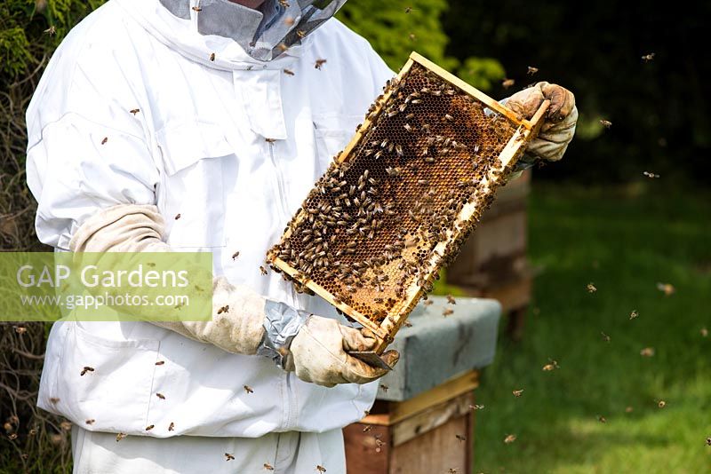 Beekeeper inspecting brood chamber on a honey bee hive