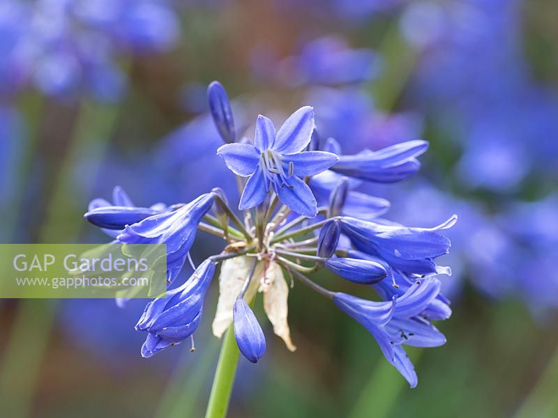 Agapanthus 'Torbay' - African Lily 