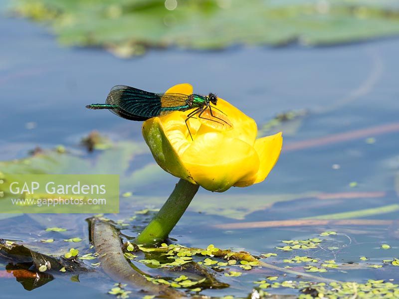 Male Calopteryx splendens - Banded demoiselle on  Nuphar lutea - yellow water lily. 