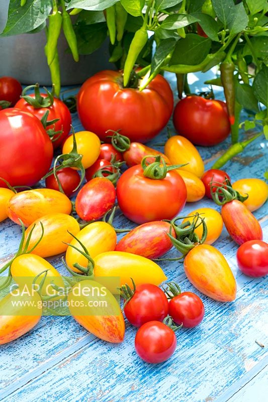 Solanum lycopersicum - Tomato