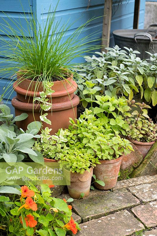 Terracotta pots of herbs in the garden.
