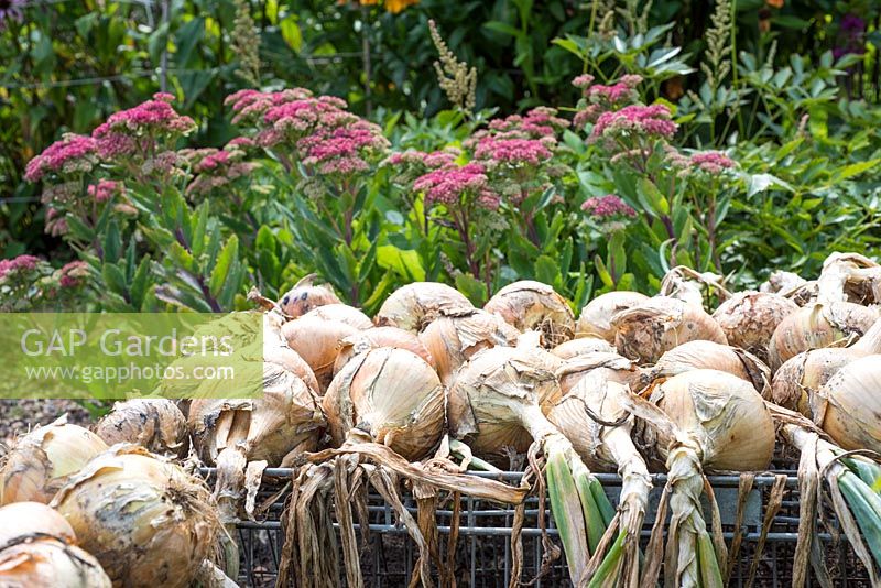 Harvested onions drying.