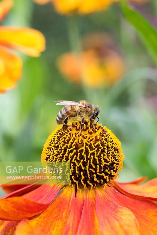 Apis Mellifera - honeybee - feeding on Helenium 'Sahins Early Flowerer'