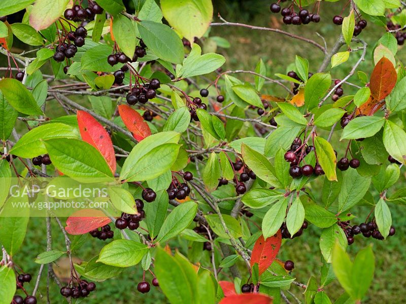 Aronia melanocarpa - Black Chokeberry