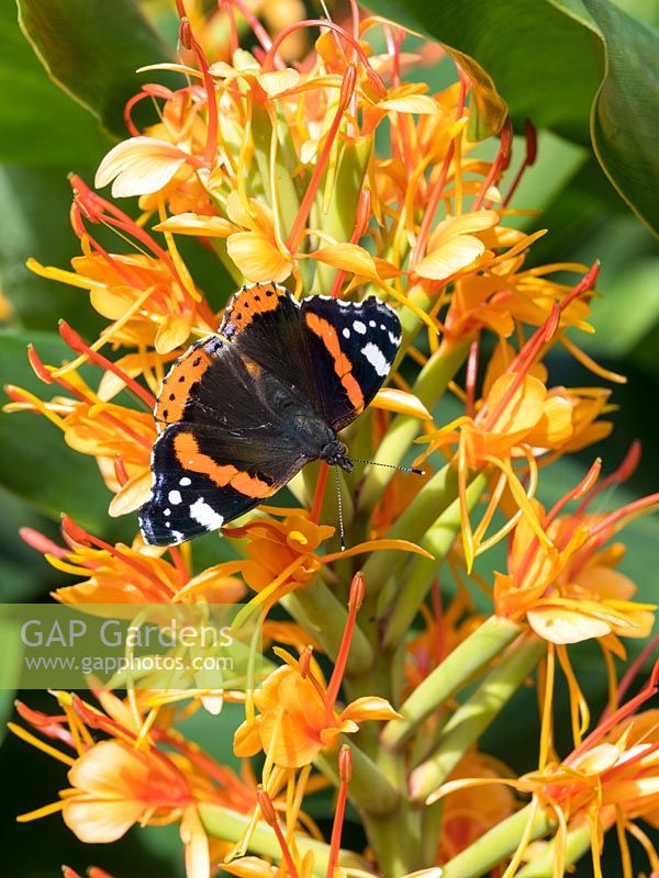 Vanessa atalanta, - Red admiral butterfly - feeding on Hedychium - ginger lily. 