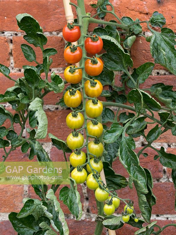 Solanum lycopersicum - Tomato 'Cherry Baby'