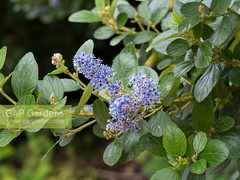 Ceanothus arboreus 'Trewithen Blue' - Californian lilac