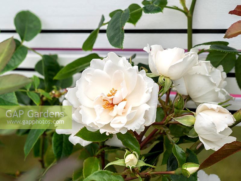 Rosa 'Starlight Symphony' - 2019 Rose of the Year 