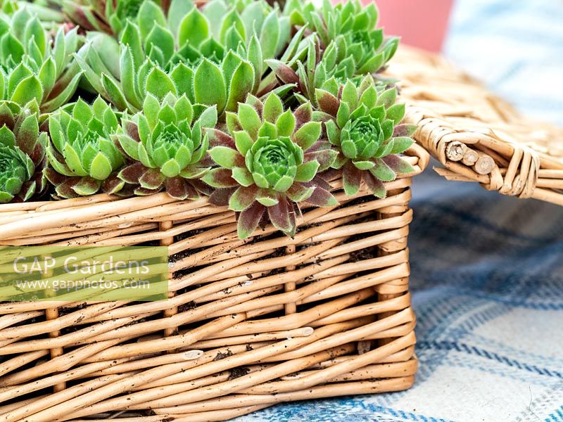 Sempervivum Happy planted in a basket