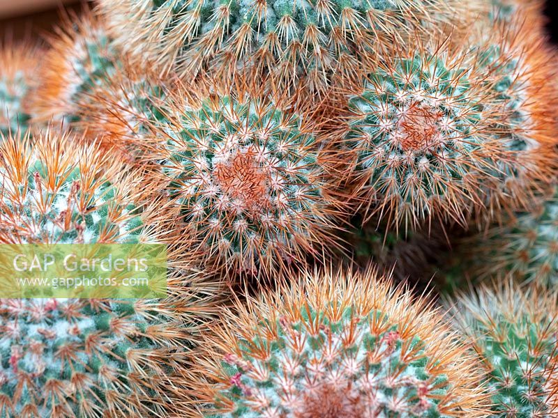 Mammillaria spinosissima - Cactus 