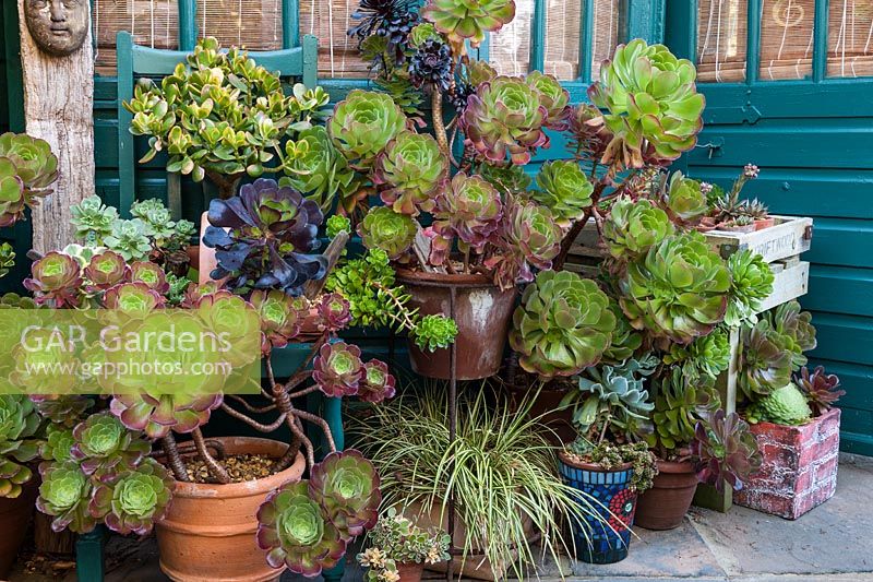 Aeoniums in containers at Driftwood garden in summer