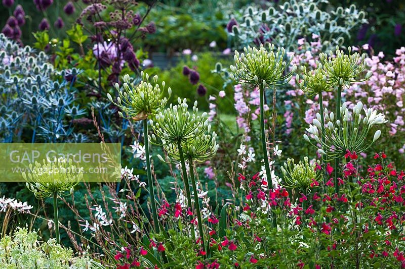 Summer flower border at Saffrons garden in Sussex