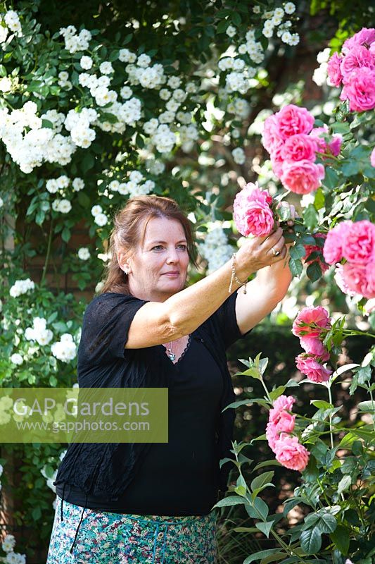 Portrait of Annemie Moonen Janssens - garden owner. Woman picking Rosa 'Rosarium Uetersen' - Roses