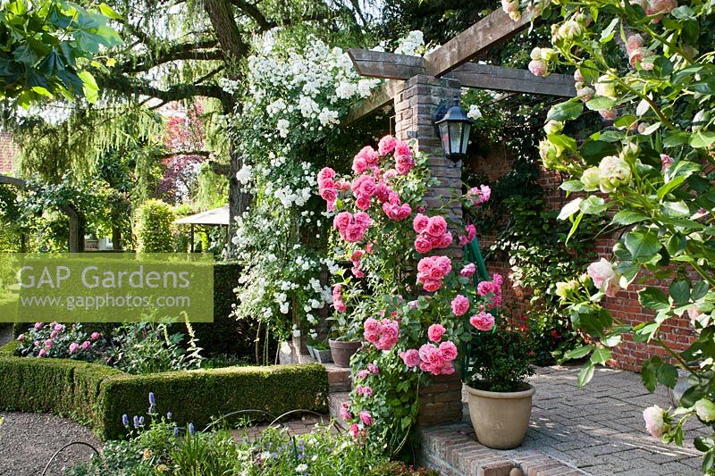 A mixture of climbing roses, including Rosa 'Rosarium Uetersen', Rosa 'Eden'  and Rosa 'Guirlande d'Amour'