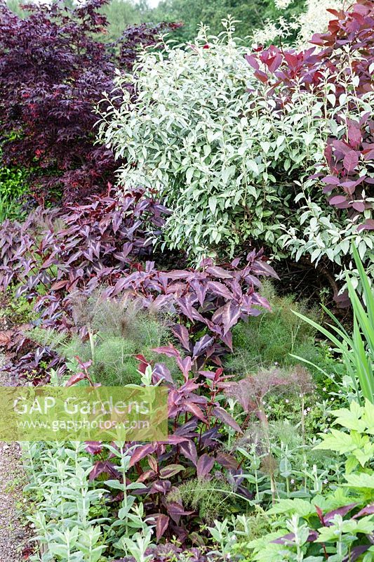 Cotinus coggygria 'Grace' - Smoke Bush - with Elaeagnus angustifolia - Russian olive - in early summer border.