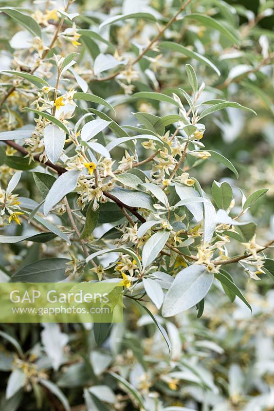 Elaeagnus angustifolia - Russian olive
