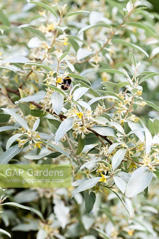 Bee on Elaeagnus angustifolia - Russian olive