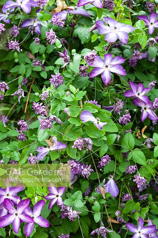 Clematis Venosa Violacea - Award of Garden Merit with Clematis Mary Rose  