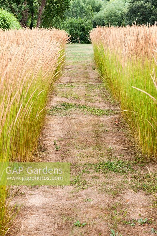 Grass path between blocks of Calamagrostis x acutiflora 'Karl Foerster' at Bury Court Gardens, Hampshire, UK.