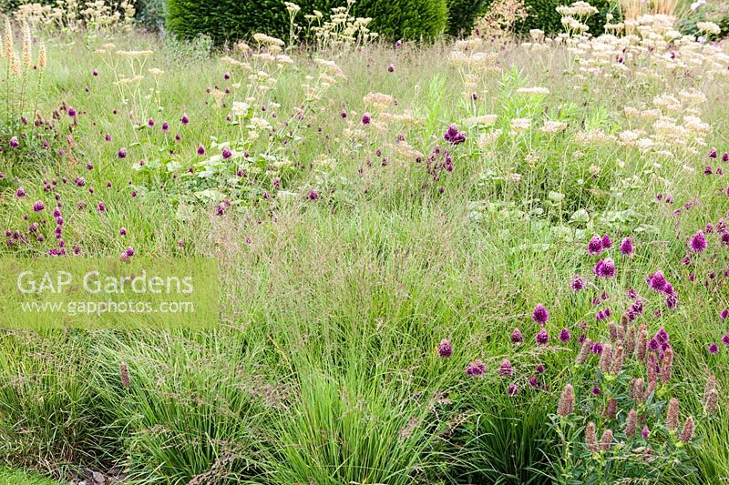 Meadow planting in The Walled Garden, Bury Court Gardens, Hampshire, UK. 