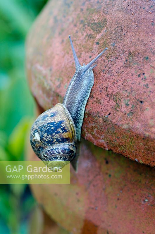 Snail crawling up an old terracotta chimney pot. 