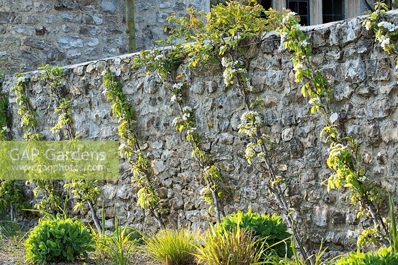 Cordons of Pyrus communis 'Conference'  and 'Doyenne Du Comice' - pear - trained against a stone wall. 