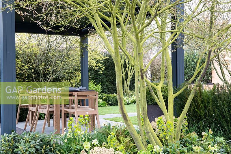 Multi-stemmed Amelanchier overlooks garden table and chairs on sheltered patio - 'The Landform Spring Garden', Ascot Spring Garden Show, 2018.  