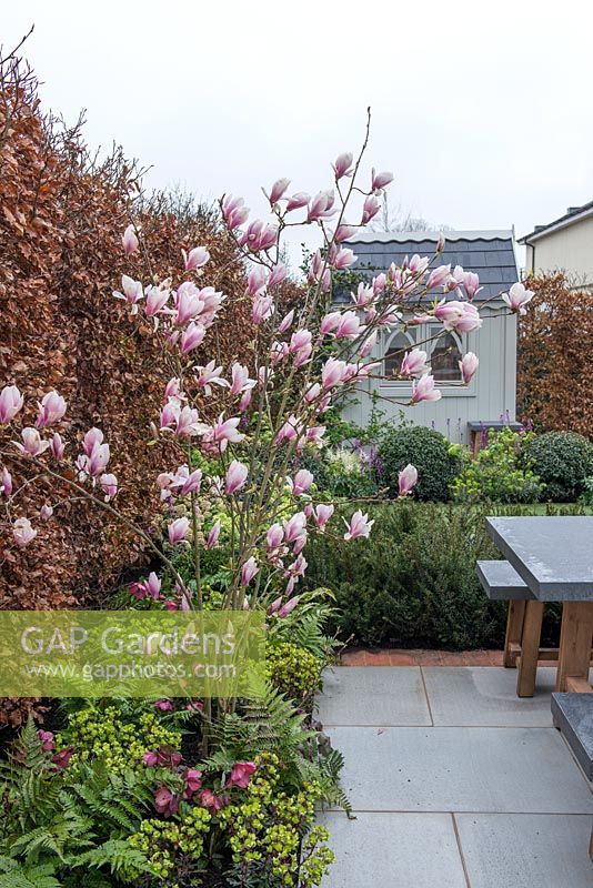 View of Magnolia x soulangeana flowering in 'What Lies Beneath show garden', Ascot Spring Garden Show, 2018.