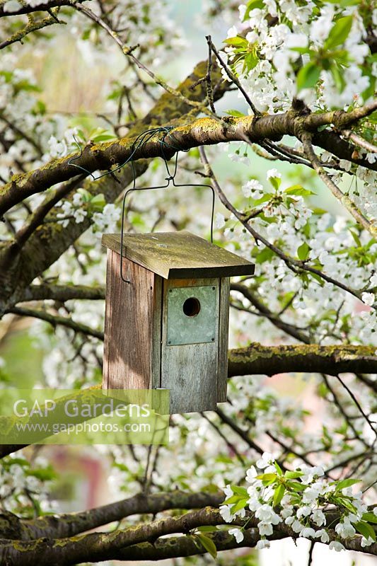 Bird nesting box hanging in Prunus - Cherry tree. Marina WÃ¼st garden, Germany.
