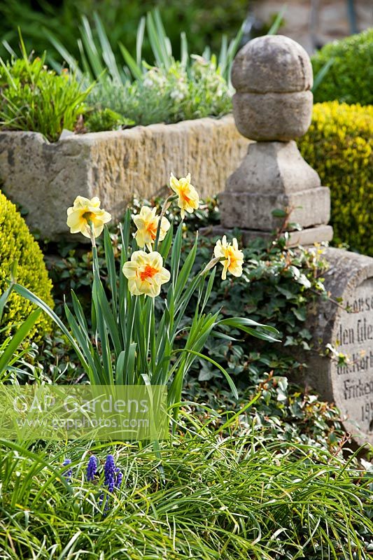 Narcissus - daffodils - with double flowers growing in ground near stonework