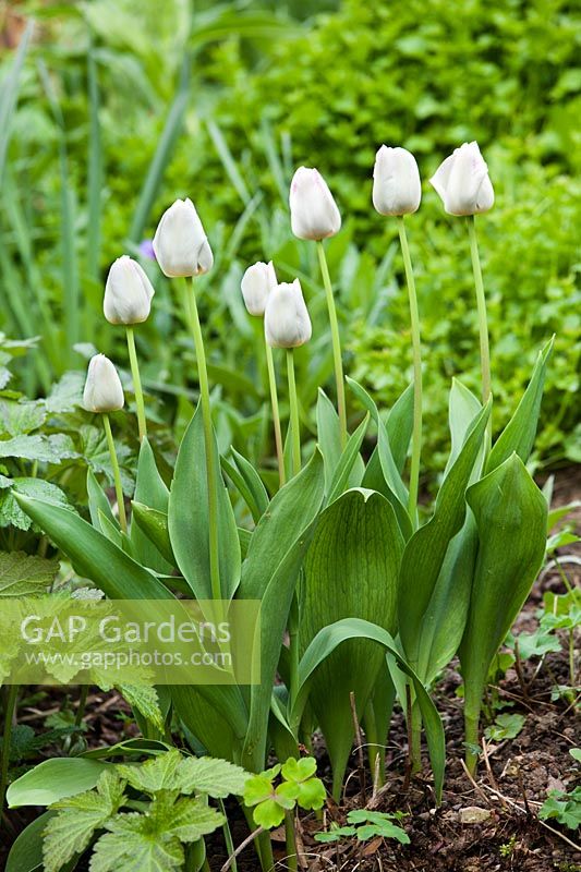 Group of tulips providing early flowers in a border that is otherwise just emerging foliage