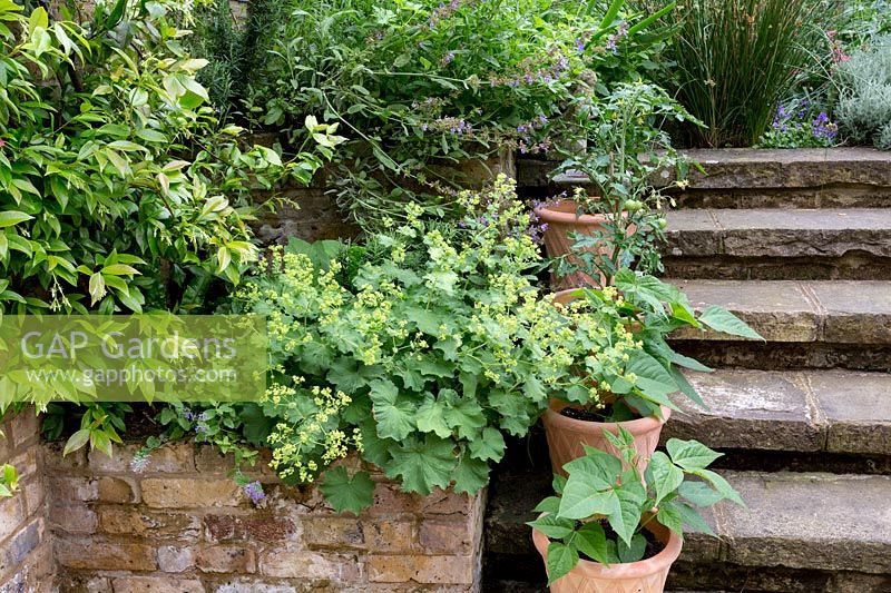 Terracotta pots line stone steps in small London back garden.