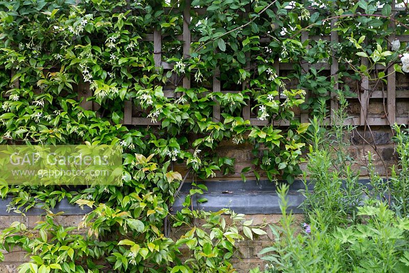 Trachelospermum jasminoides growing through trellis in small London back garden. 