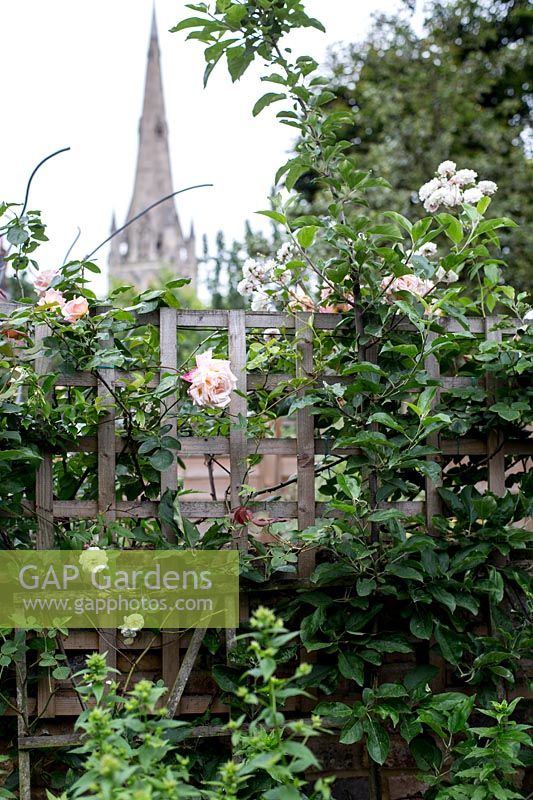 Trellis on top of boundary wall supporting Rosa 'Creme de la Creme', view of church steeple beyond
 