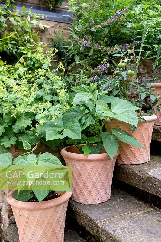 Terracotta pots with beans and tomatoes on stone steps in front of a bed of Alchemilla mollis

