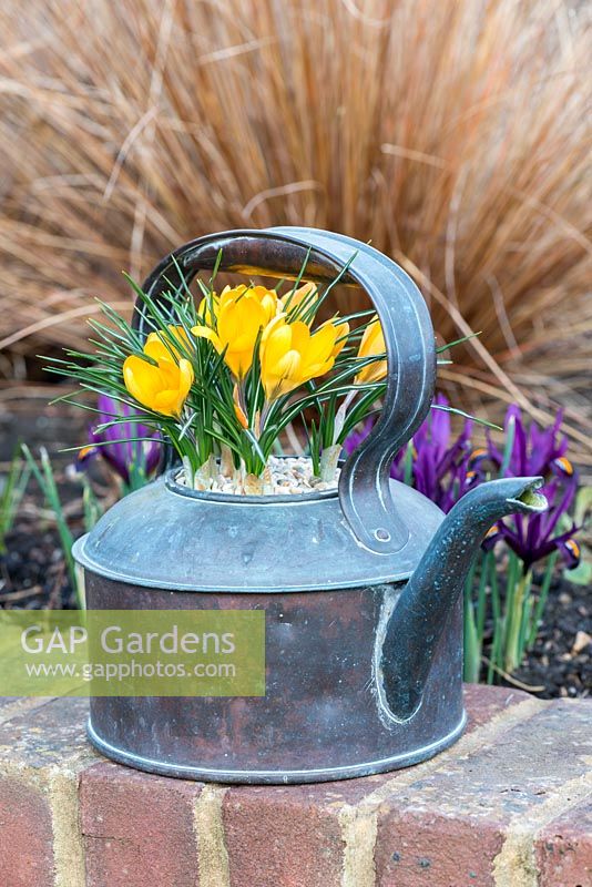 Old kettle planted with Crocus 'Yellow Mammoth'
