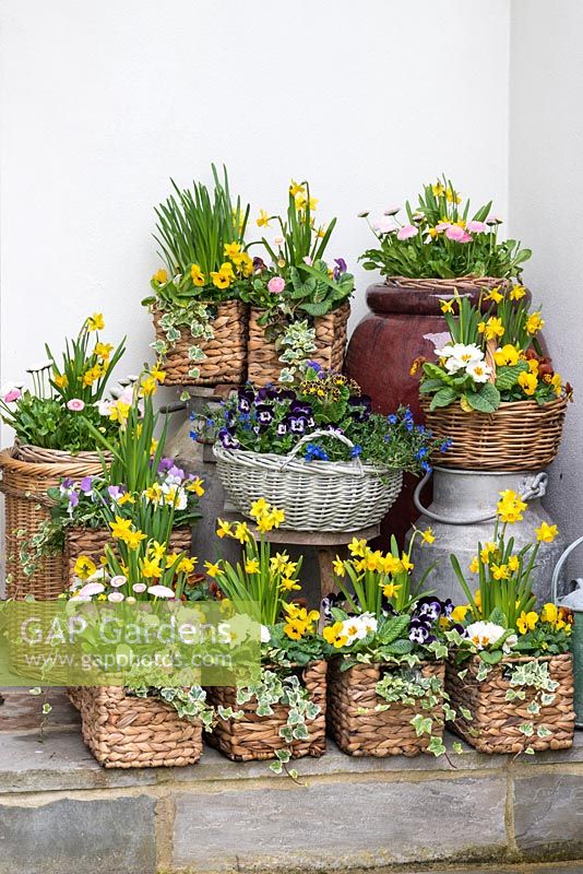 wicker baskets with mixed planting of Narcissus 'Tete-a-Tete' - dwarf daffodils
, Primula - primroses, bellis daisies and Viola 'Honey Bee', 'Yellow Blotch' 
and 'Rose Wing'. In central basket, Lithodora diffusa, Viola 'Mickey' and 
Primula Gold-Laced Group