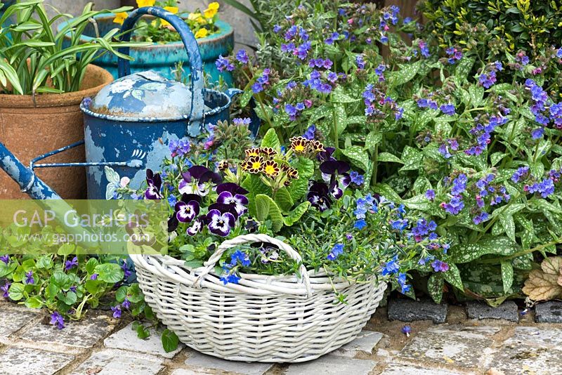 Wicker basket with mixed planting of: Lithodora diffusa, Viola 'Mickey' and
 Primula Gold-Laced Group. Basket besides Pulmonaria - lungwort - in a bed near watering can