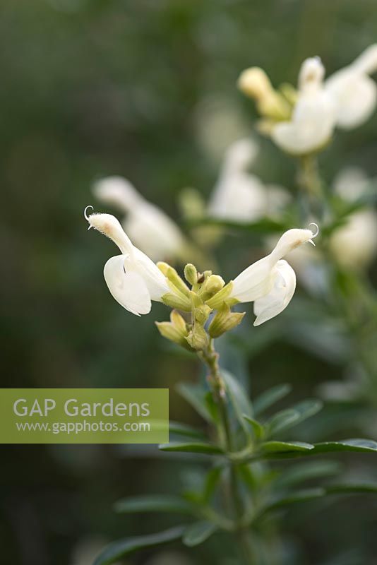 Salvia greggii 'Cream' - sage