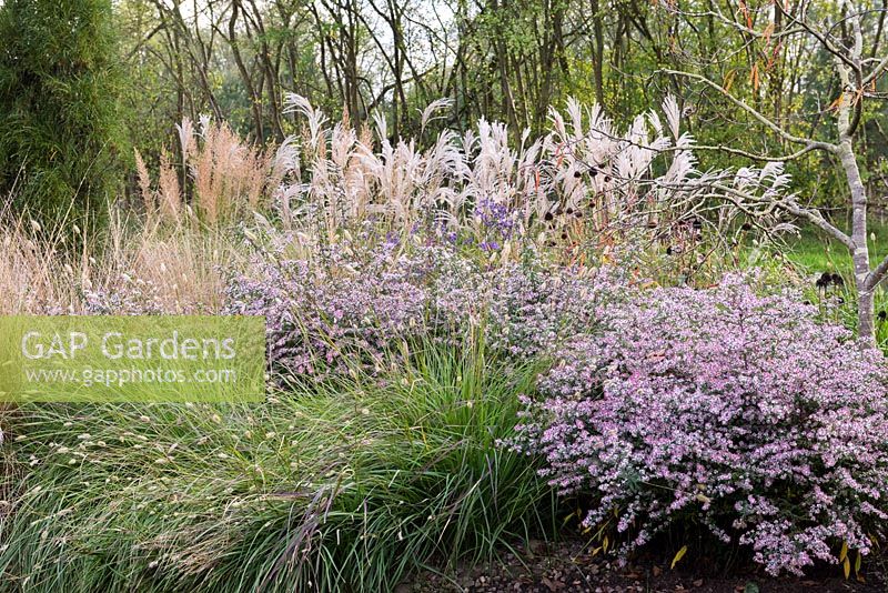 Plant combination of Aster 'Coombe Fishacre' with ornamental grasses: 
tall Miscanthus sinensis, Sesleria autumnalis and Calamagrostis brachytricha