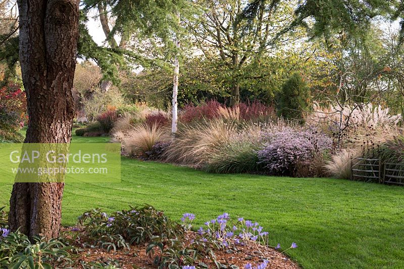 View over lawn to border of different ornamental grasses with 
Aster 'Coombe Fishacre'
