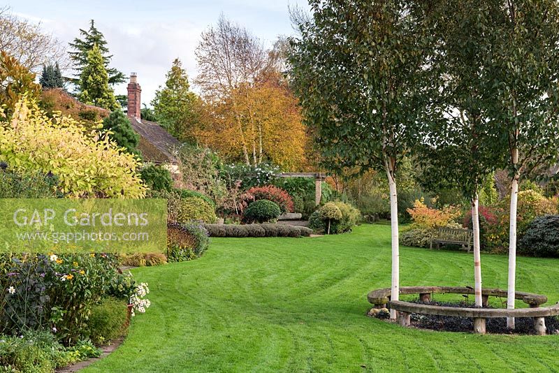Large lawn with several mixed borders and curved seat around Betula - white stemmed birch trees
