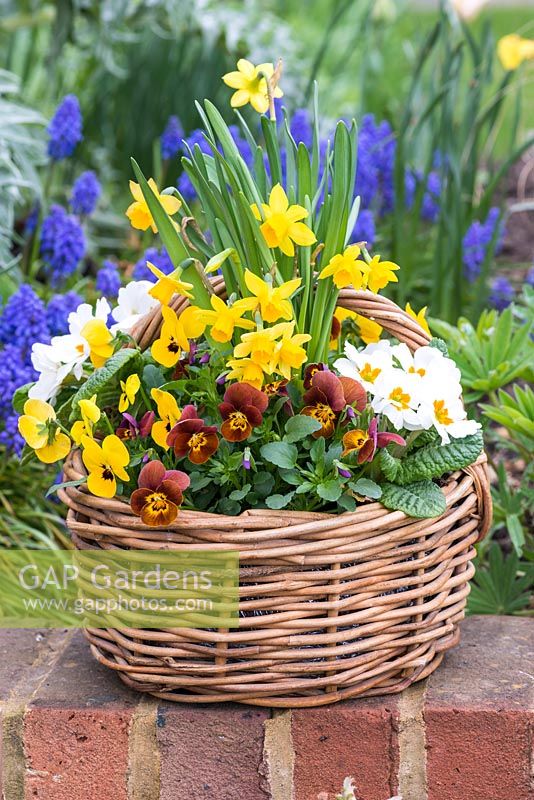 A basket with mixed planting of flowers: Narcissus 'Tete-a-Tete' - dwarf daffodils, Primula - primroses
 and Viola 'Honey Bee' and 'Yellow Blotch'

